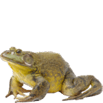 CAMEROUN :// FIDÉLITÉ RENOUVELÉE – TRIOMPHE- EMIA